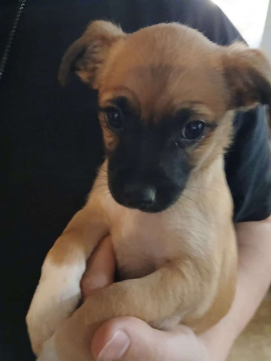 CHIHUAH/ MIX less than 3 lb 02-2026 9week image 2