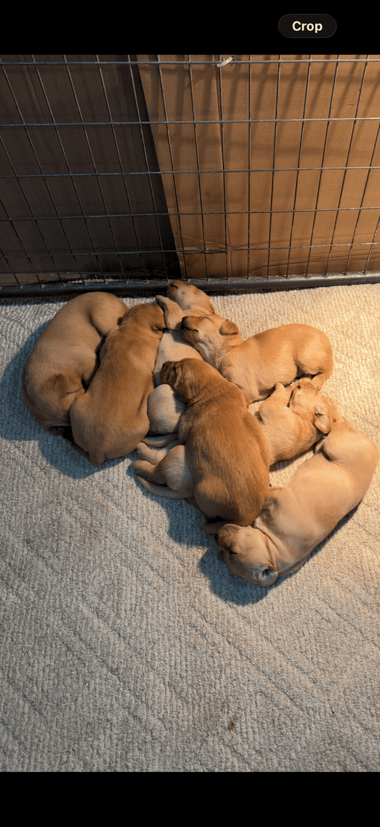 Labs for sale image 4