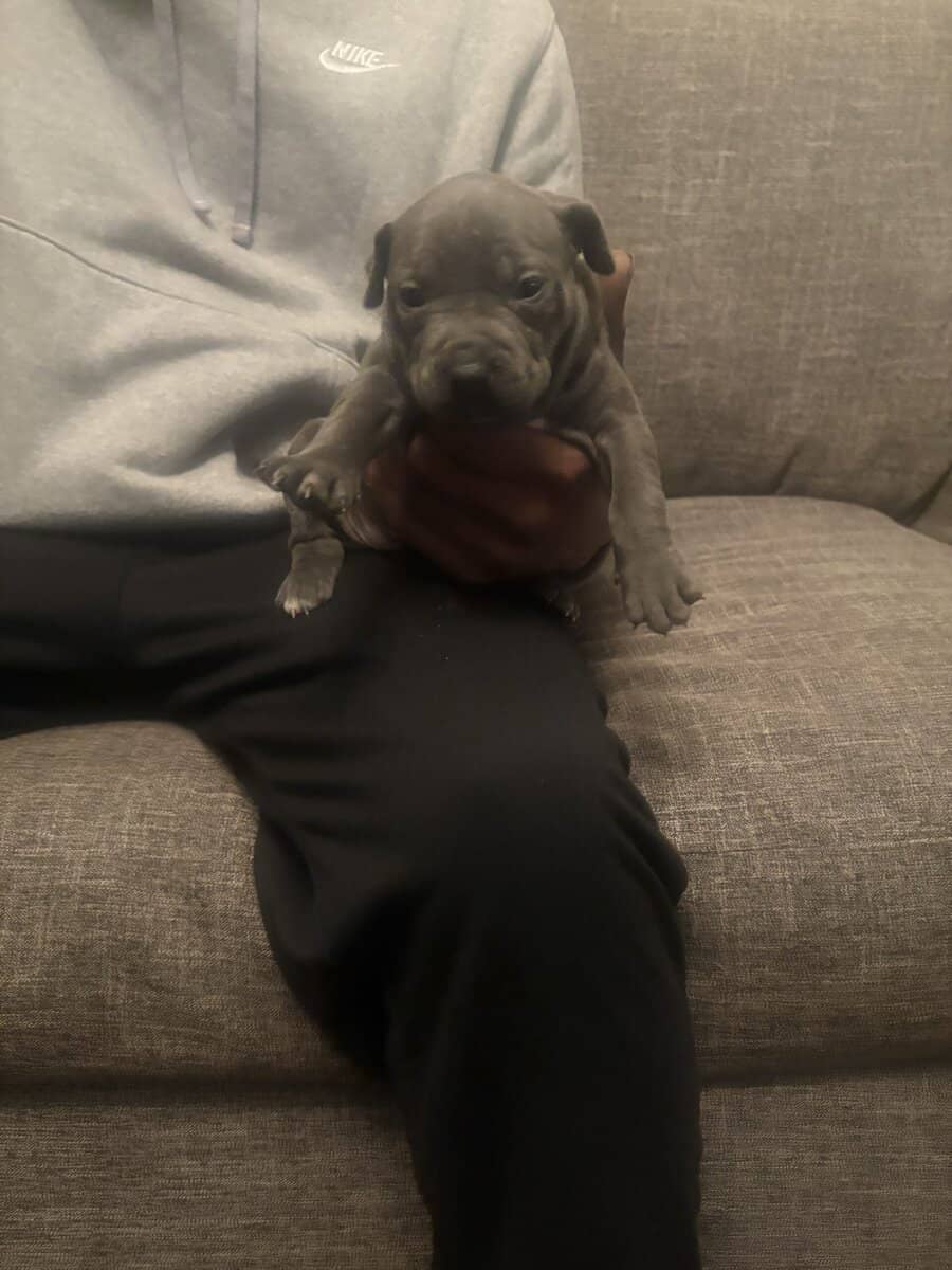 Pitbulls for Sale image 9