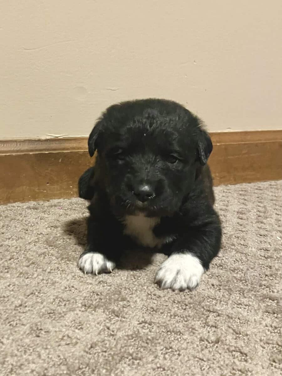 Pyrador Puppies! image 2