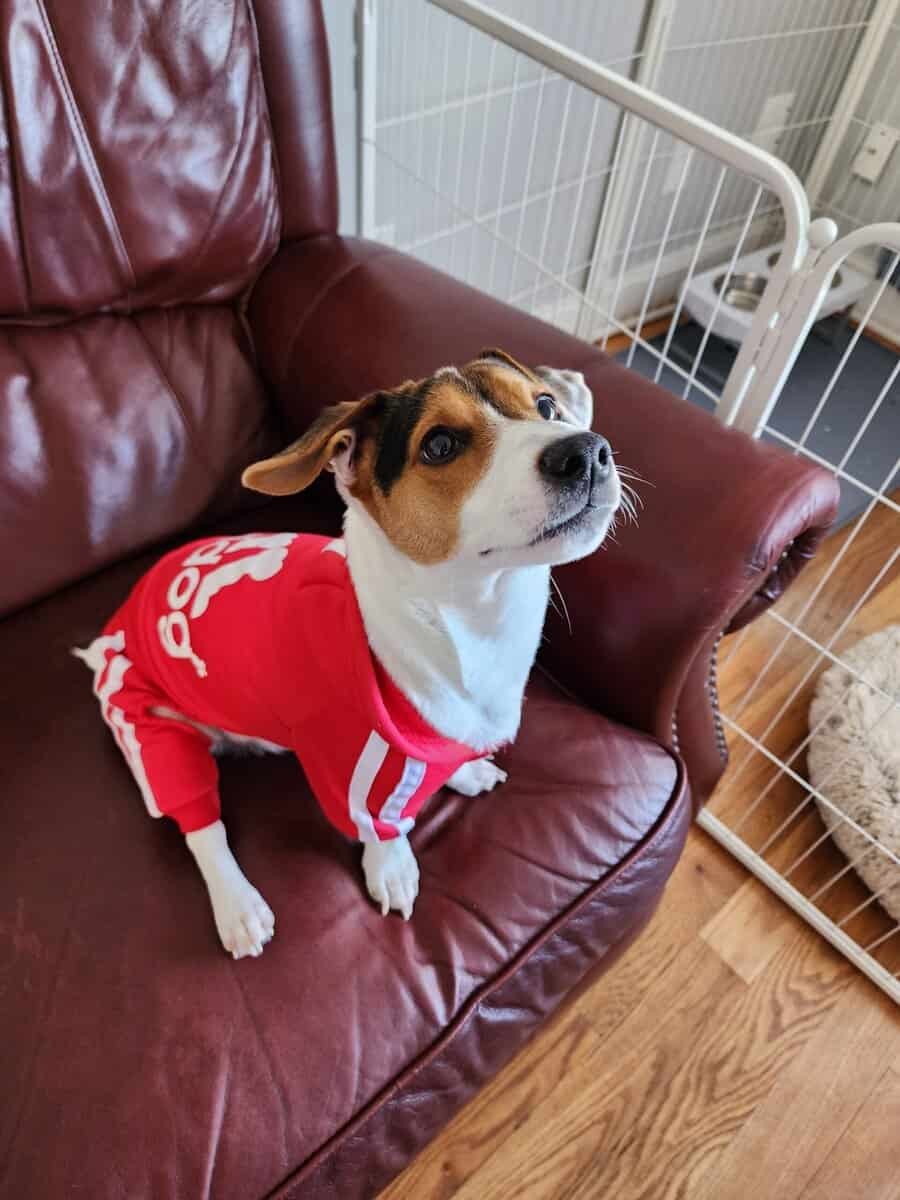 Due to the circumstances, I am looking to rehome m image 3