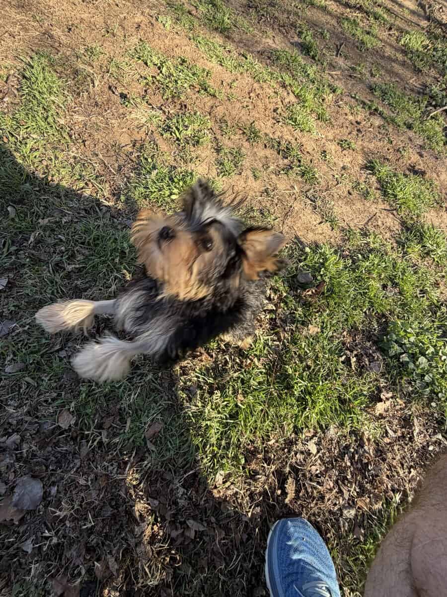Yorkie puppy image 16