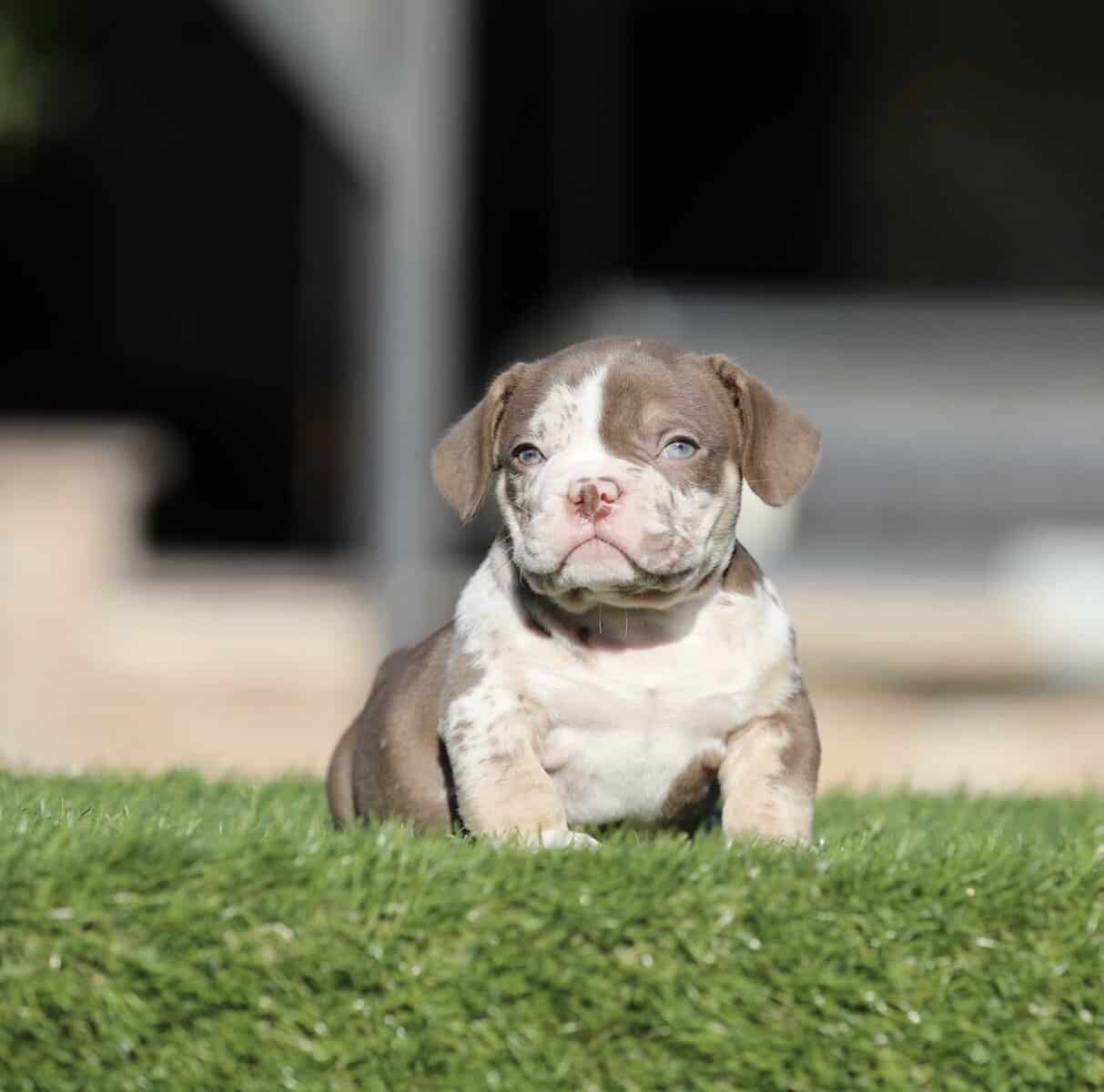 American Bully image 4
