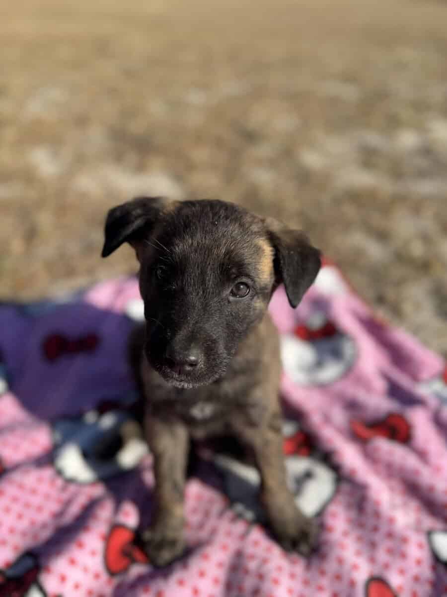 10 Anatolian Shepherd x Belgian Malinois Puppies image 6