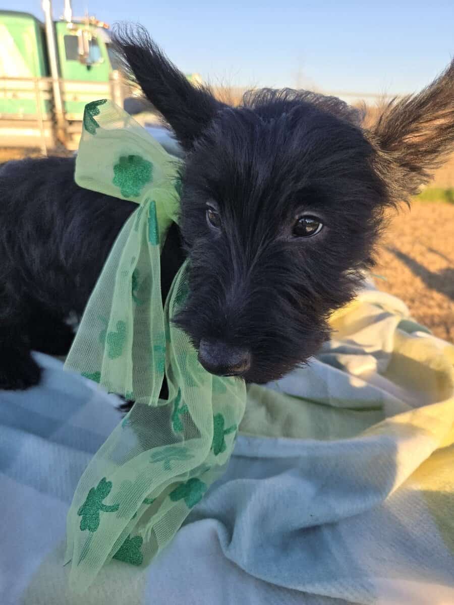 A.K.C Scottish Terroirs Puppis in TX 1 Boy 3 girls image 7