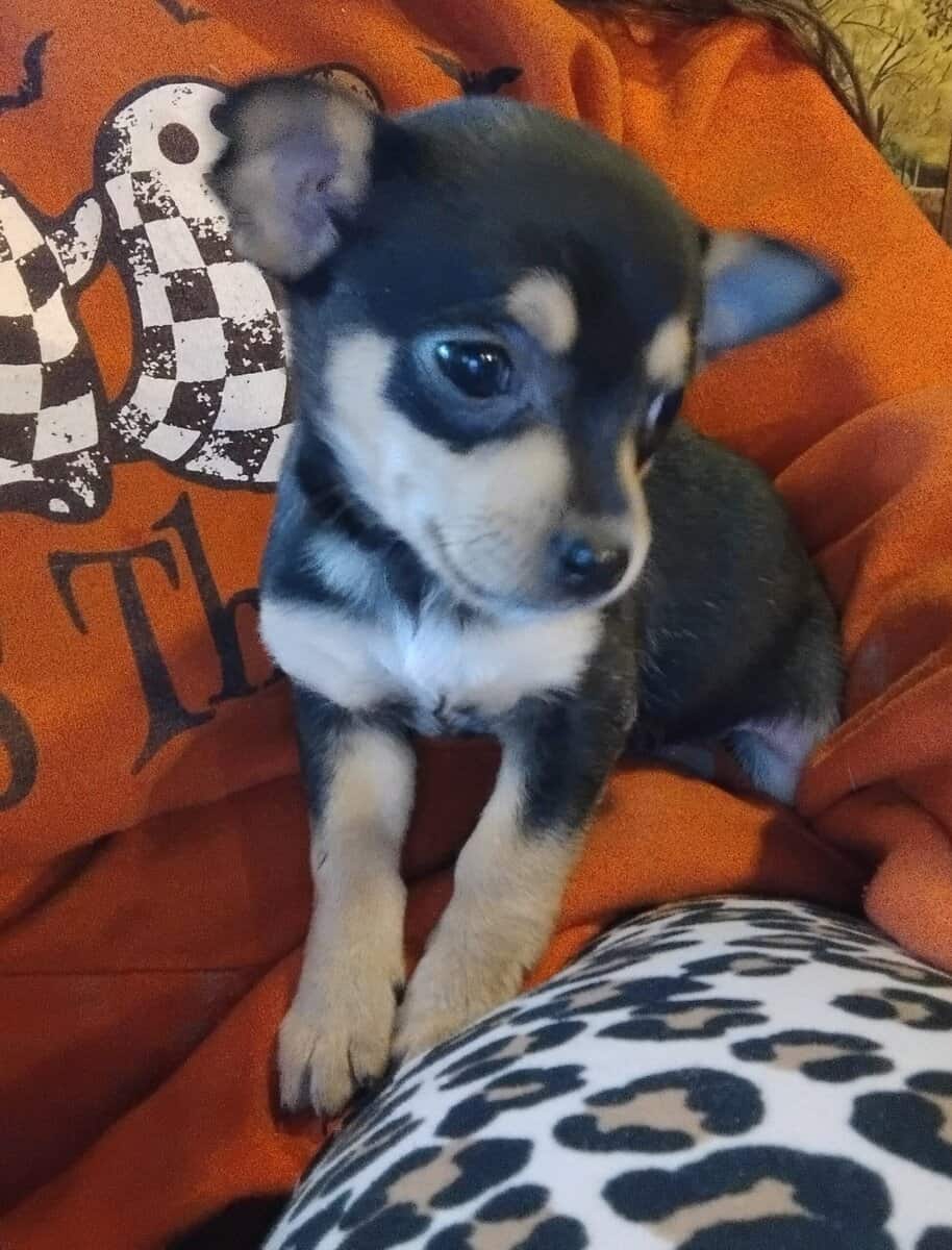 Chiweenie puppy image 1