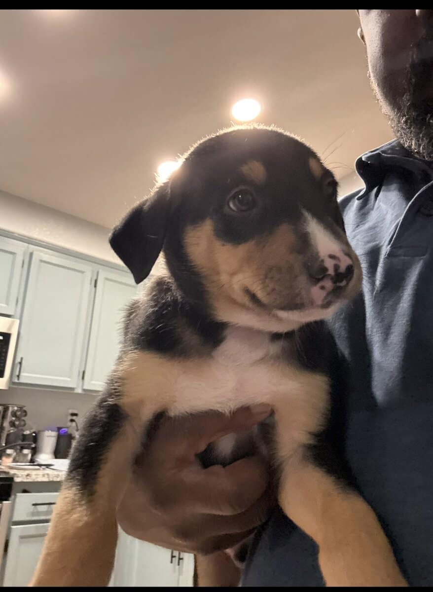 Aussie mixed puppies image 1