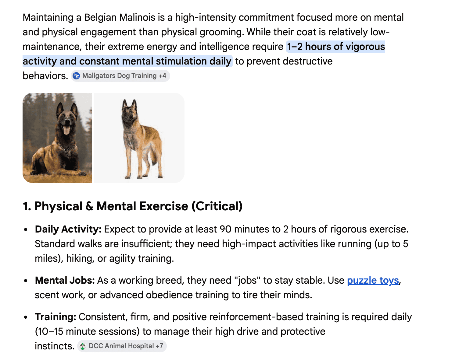 Belgian Malinois for Sale image 4