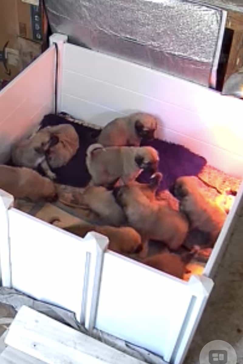 Livestock Guardian puppies image 15
