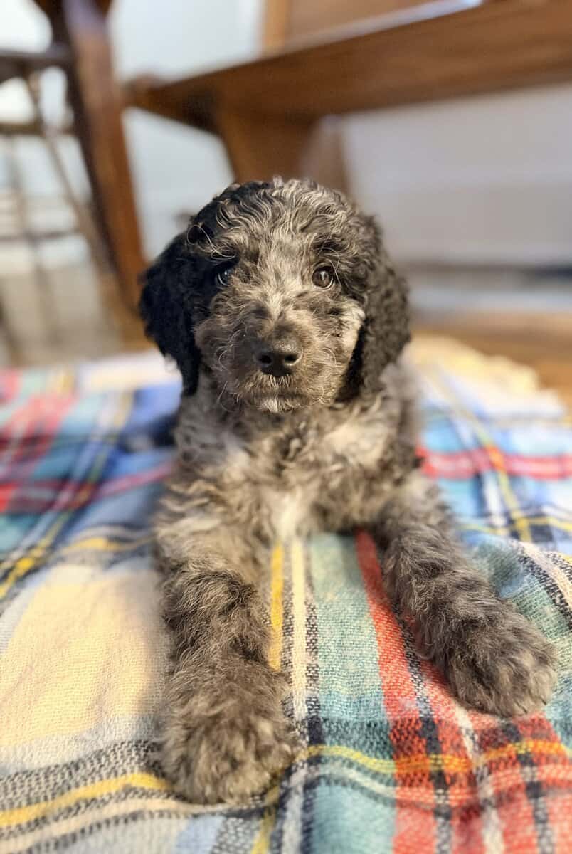 Golden Aussie doodles image 3