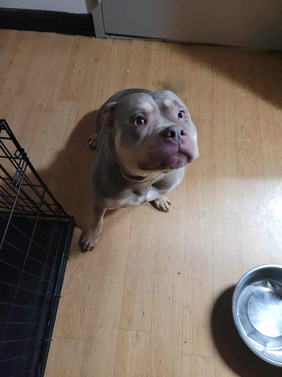 Bully pitbull image 4