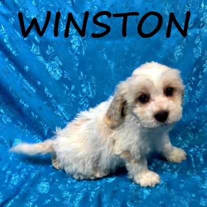 Winston Male Cockapoo Puppy | PetClassifieds.com