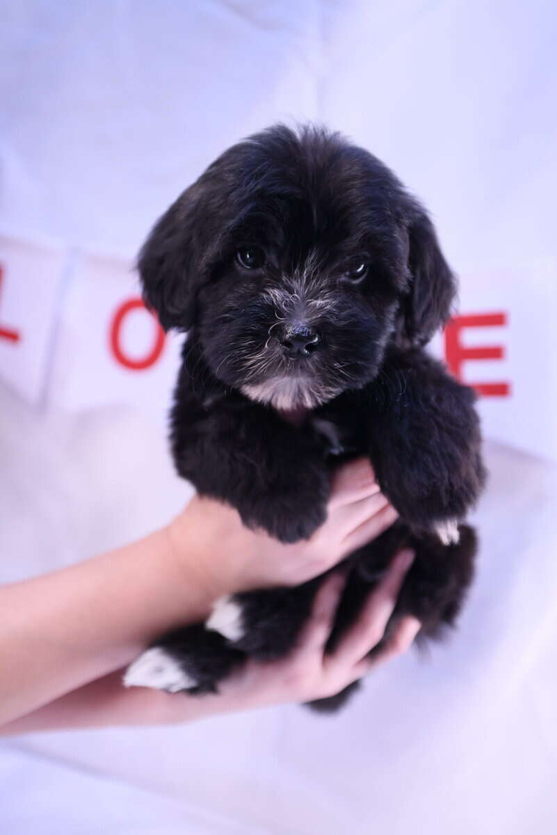 Adorable Malshi Goldendoodle image 1