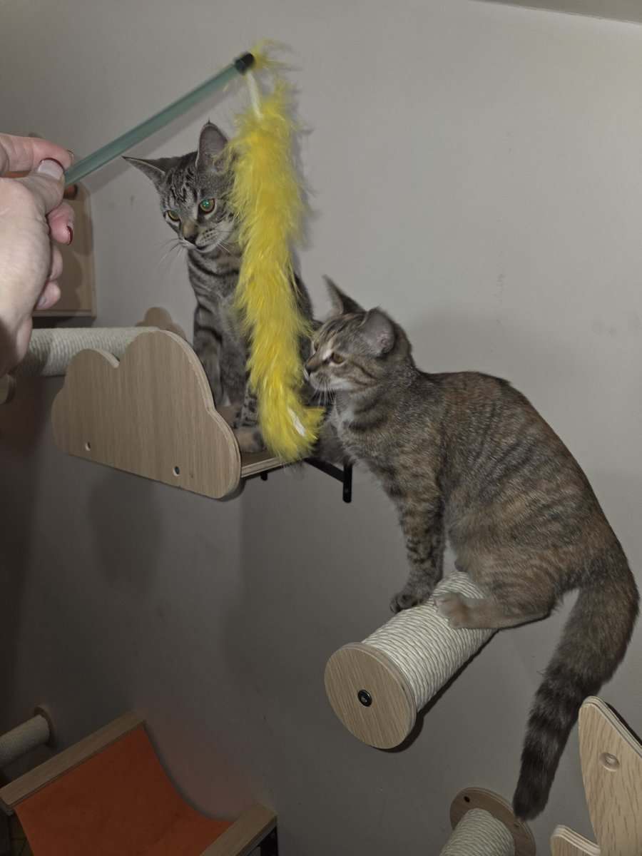 2 Kittens for adoption image 4