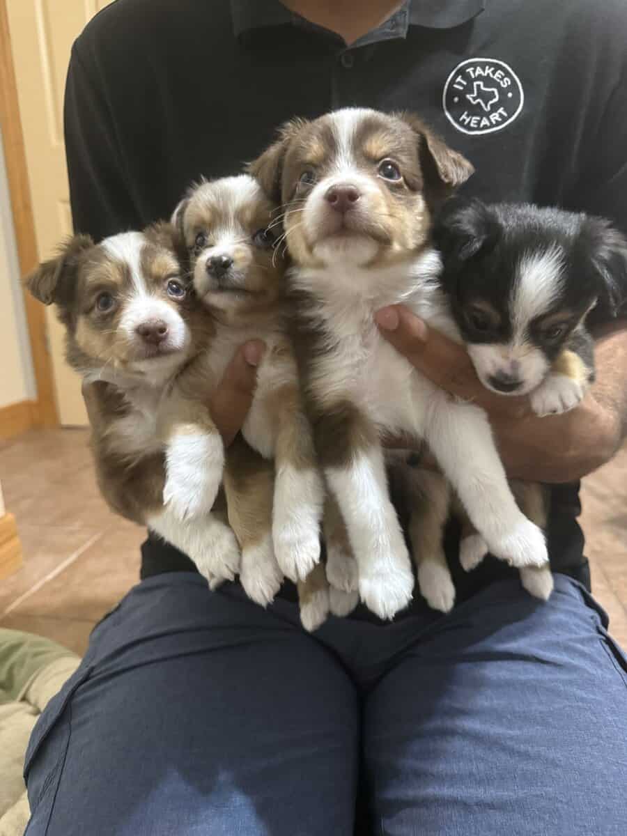 Toy Australian Shepherds image 1