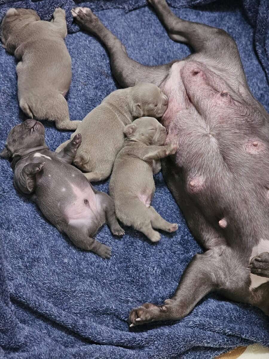 15/16 Frenchton = 94% Frenchies image 5