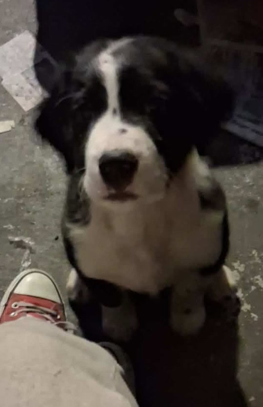 12 week Adorable Puppies image 2