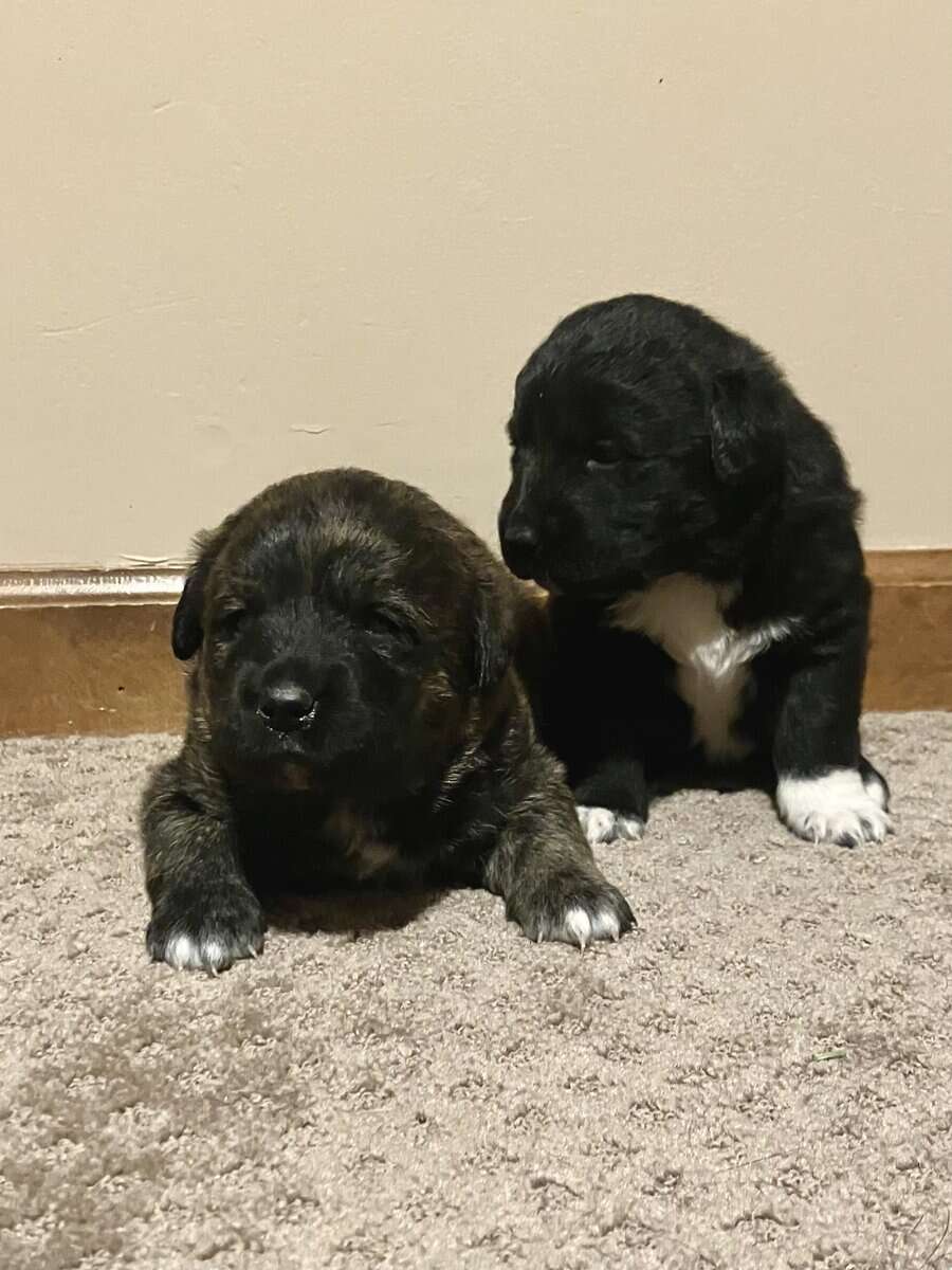 Pyrador Puppies! image 5