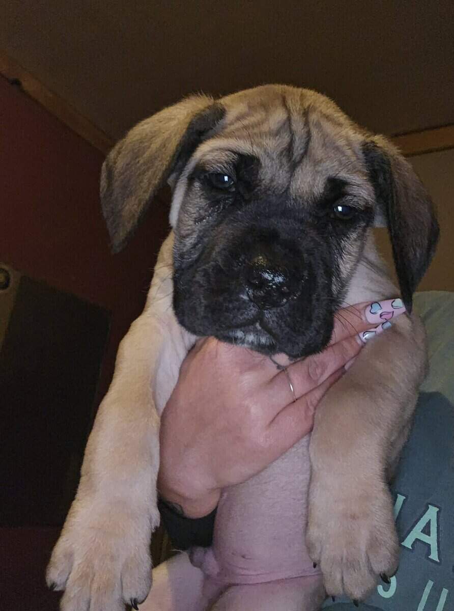 Presa Canario Cane Corso mix 8 weeks old image 24