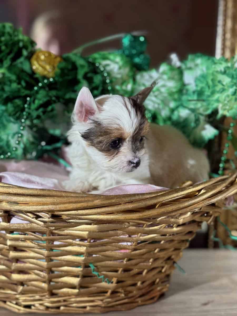 Yorkies puppy's ready image 2