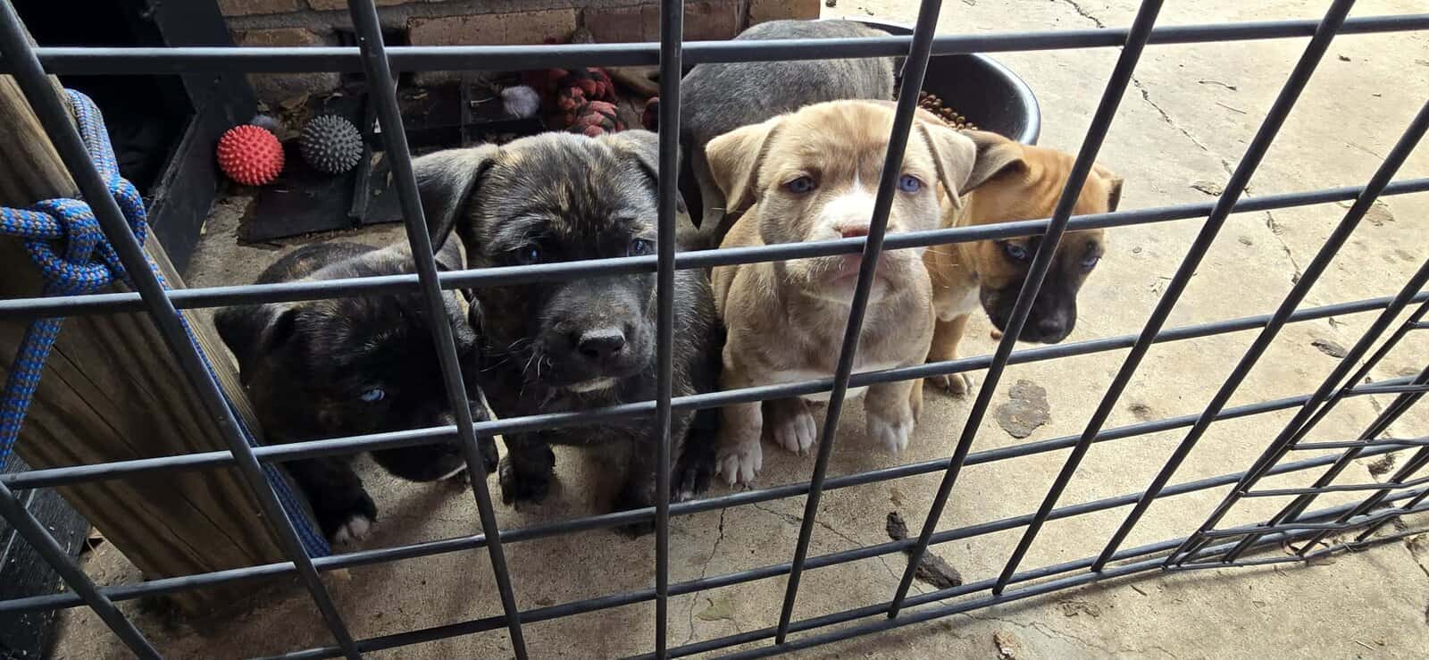 Belgium malinois mix puppies image 9