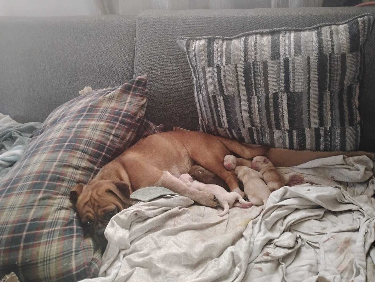 4 Chug puppies for sale $300 image 6