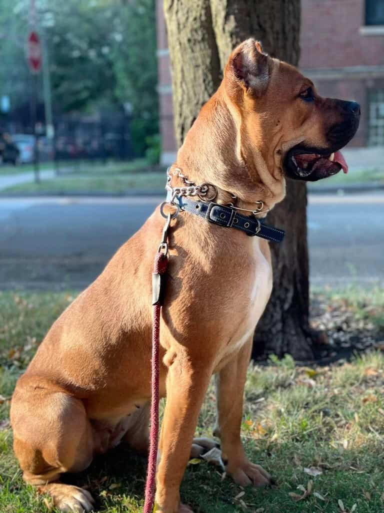 Cane corso image 2