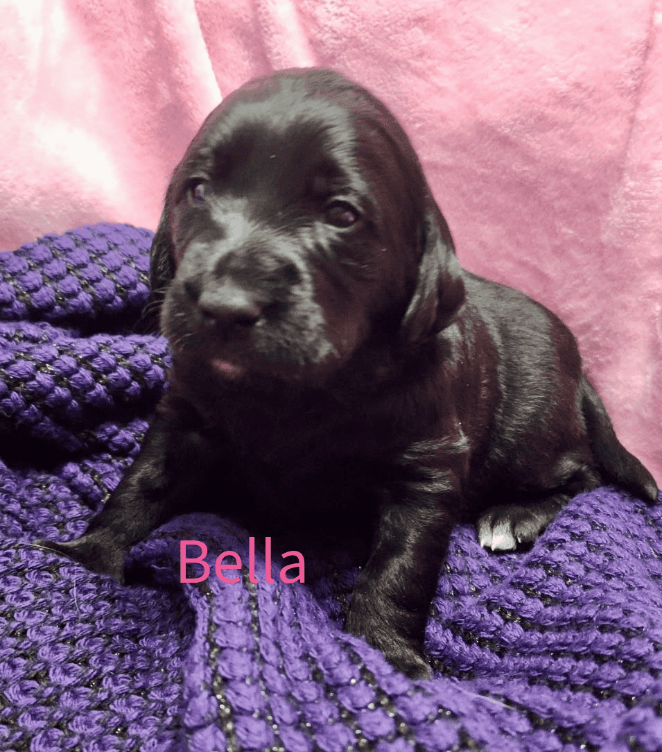 Labradoodle! image 8