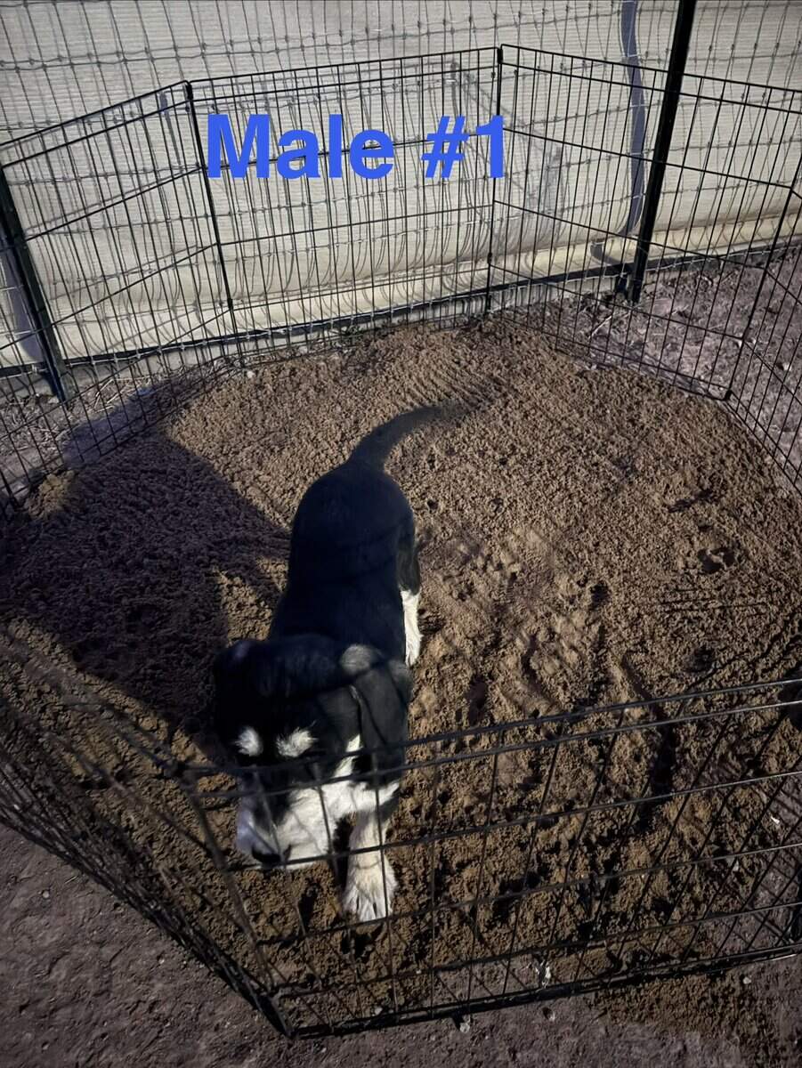 Schnauzer mix image 4