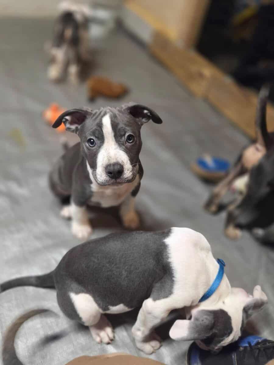 Pitbull puppies image 11
