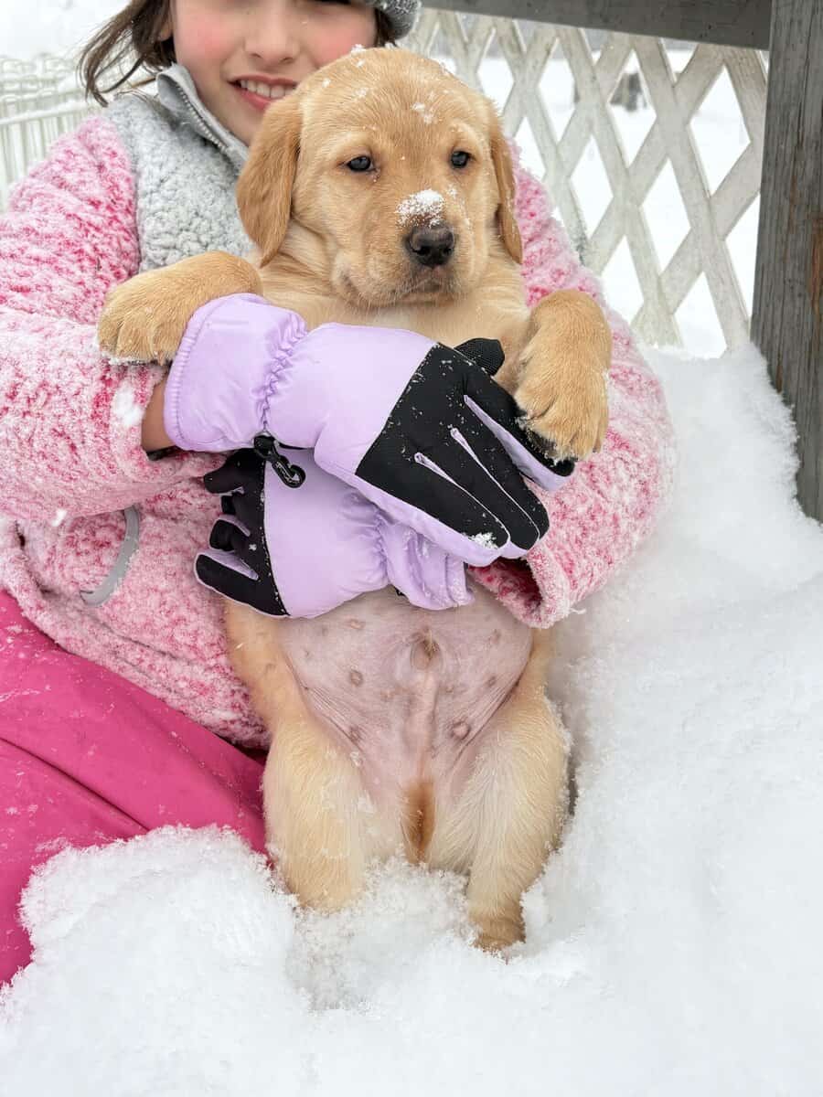 Lab puppies for sale image 3