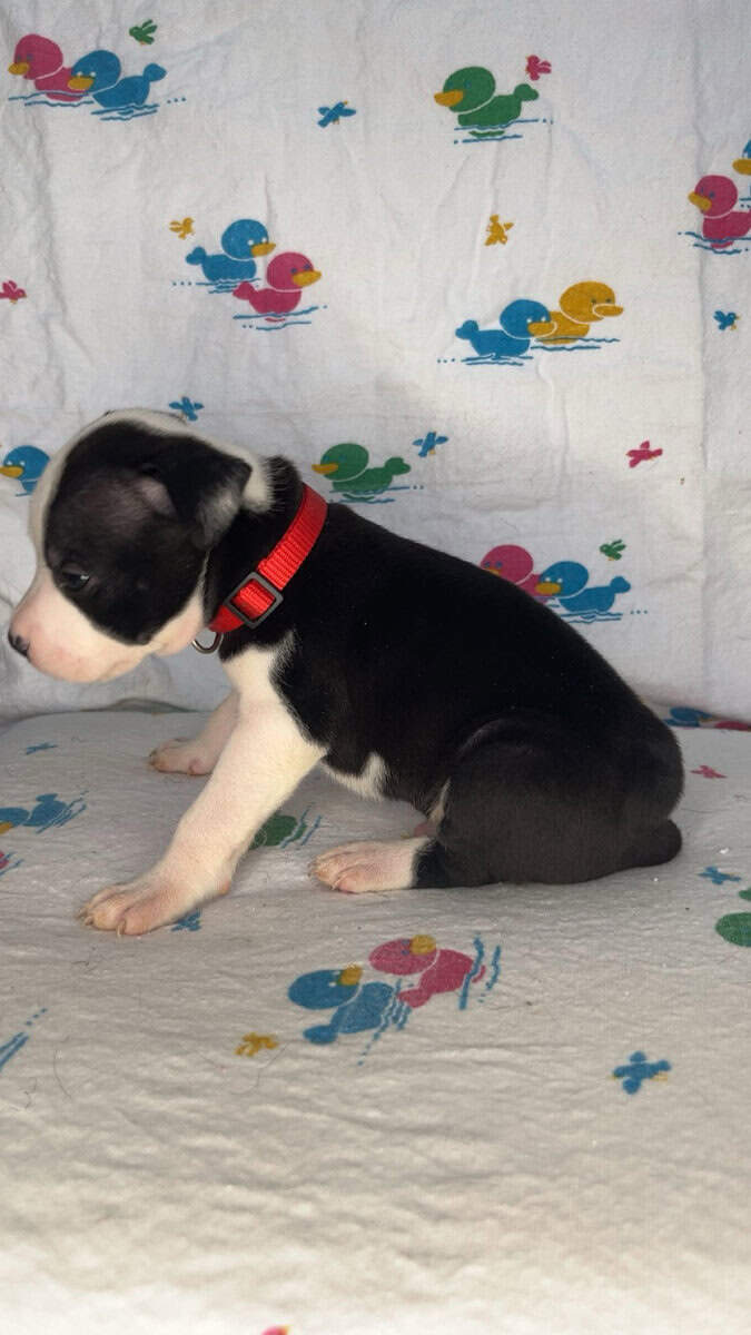 Pitt Bull Puppies image 7