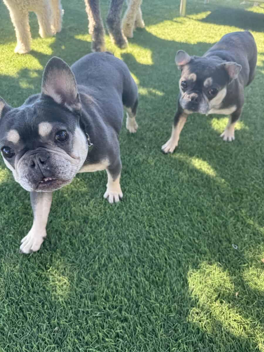 2 French bull dogs - small rehoming fee $25 image 2