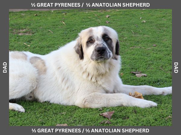 LGD Puppies-Great Pyrenees/Shepherd Mix image 22