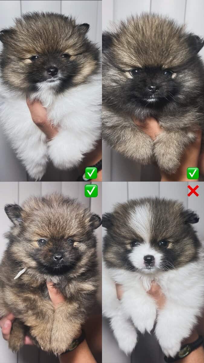 4 Pomeranians puppies! Reserve pup! Ready by Mar 3 image 1