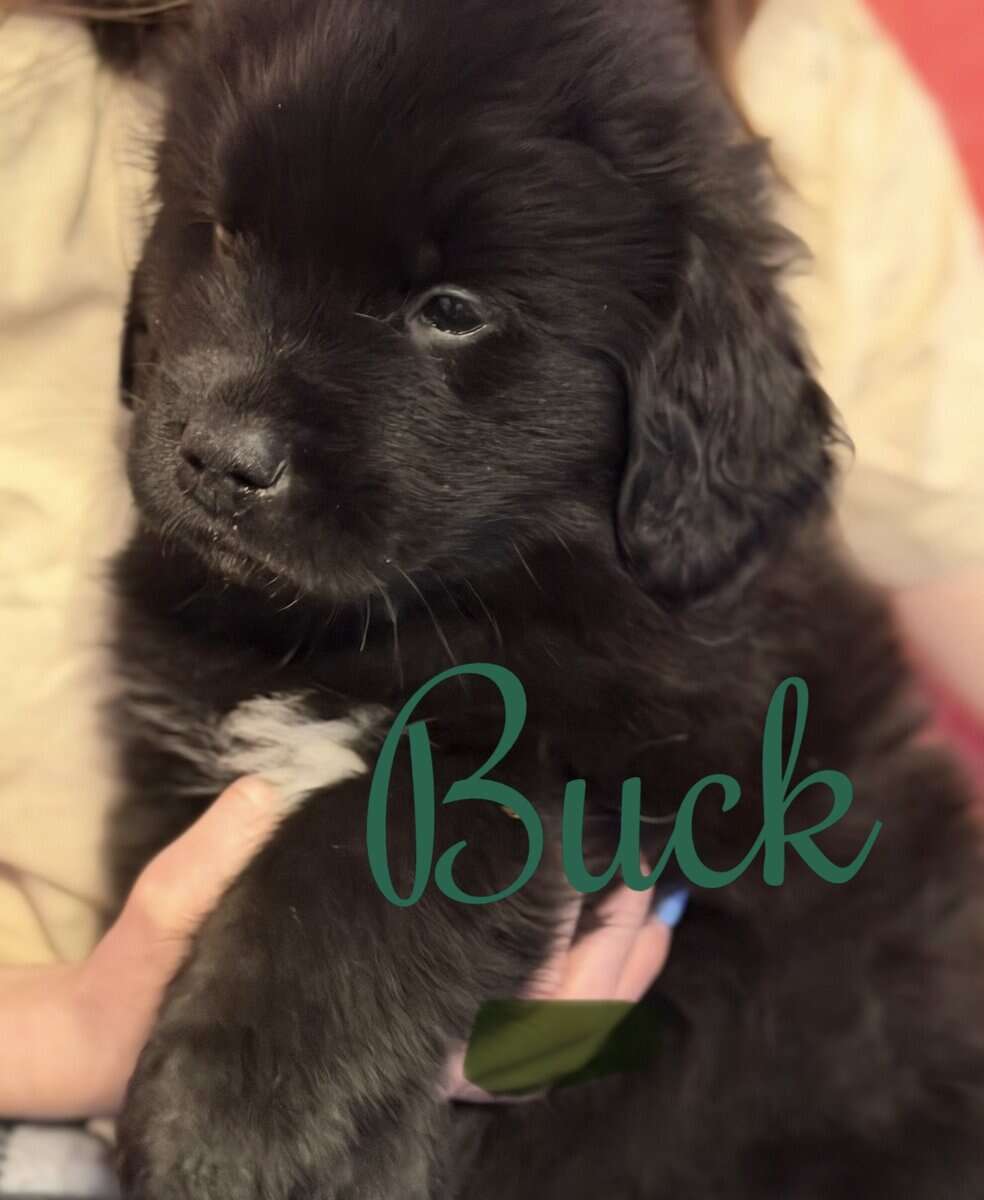 Newfoundland Puppies | Upstate Newyork image 2