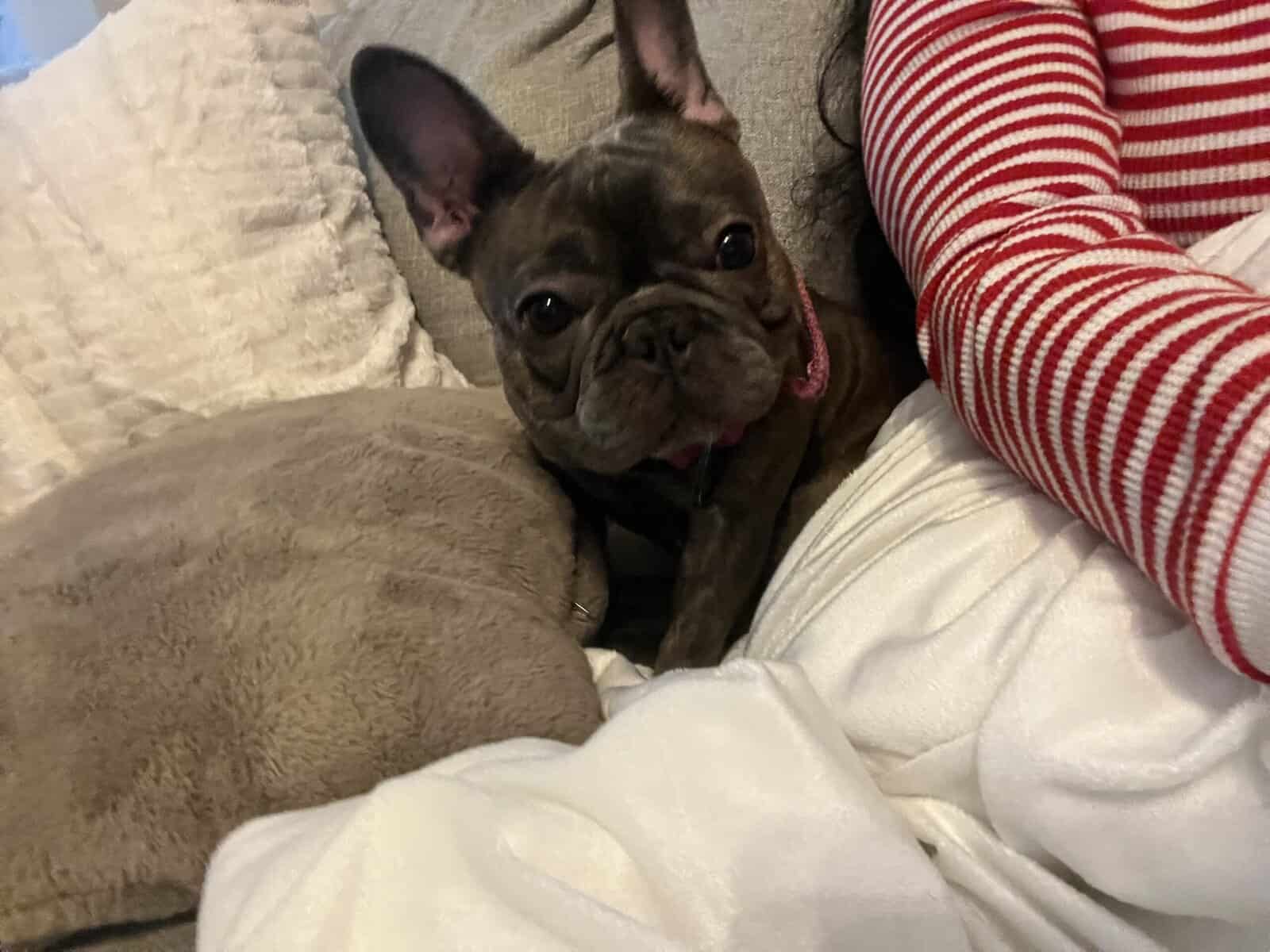 Sweet Frenchie needs home image 5