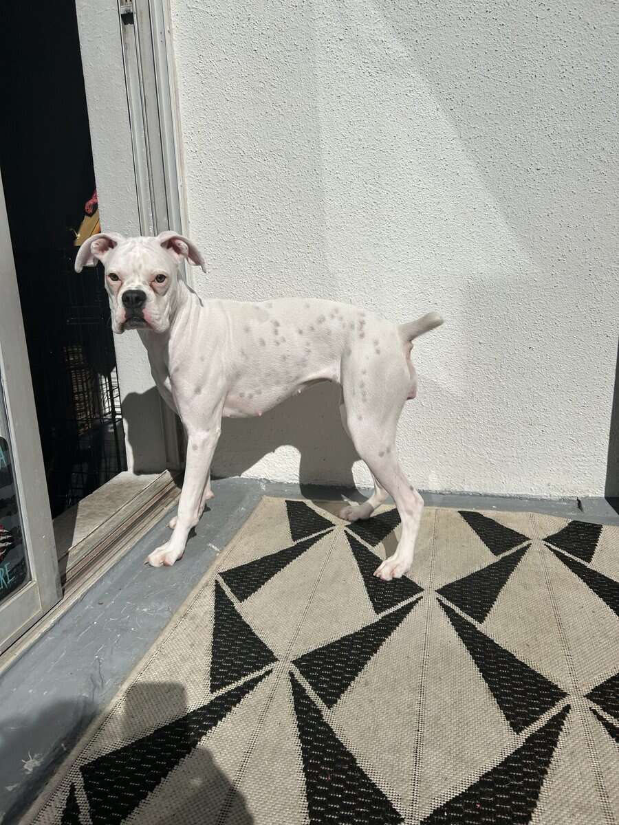 BOXER PUPPY FOR SALE image 1