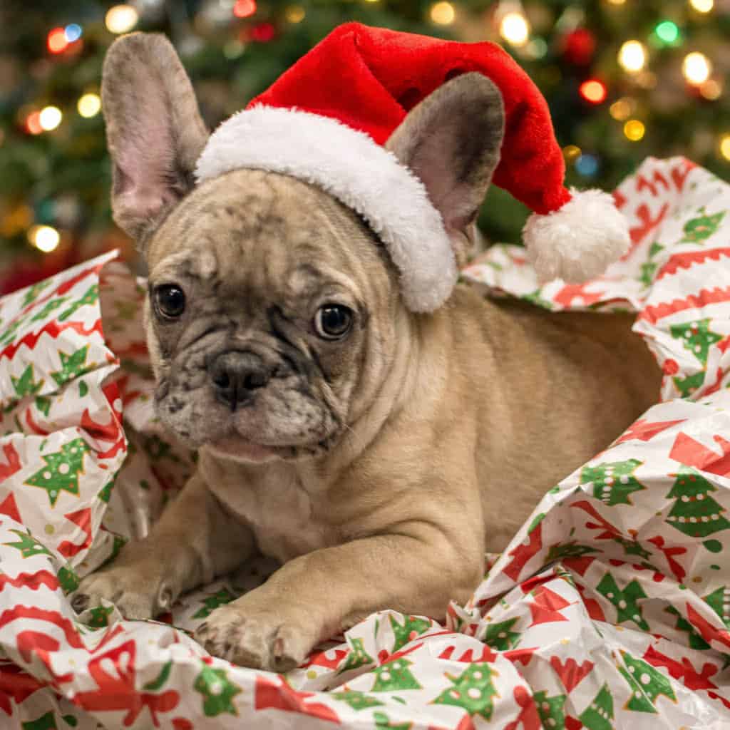 4 month Male French Bulldog image 5