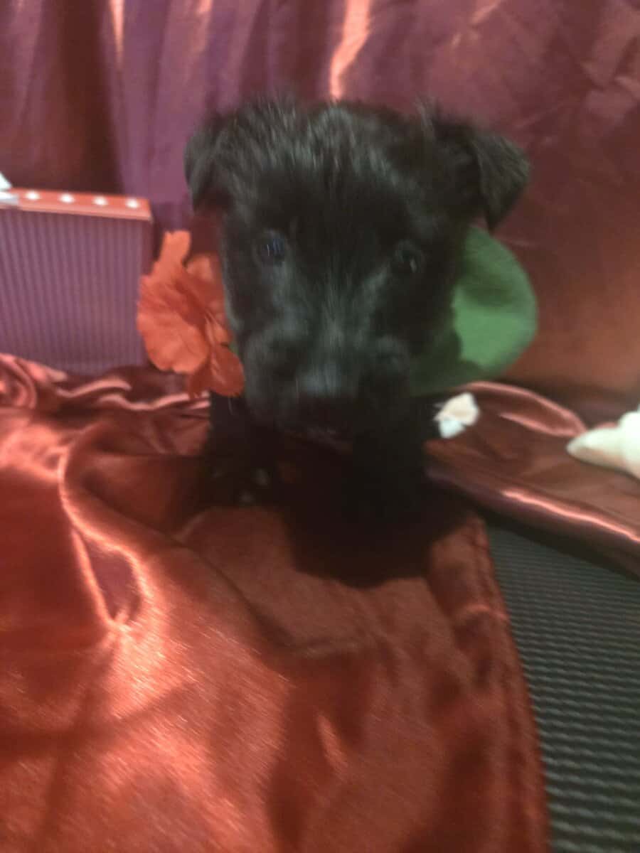 A.K.C Scottish Terroirs Puppis in TX 1 Boy 3 girls image 14