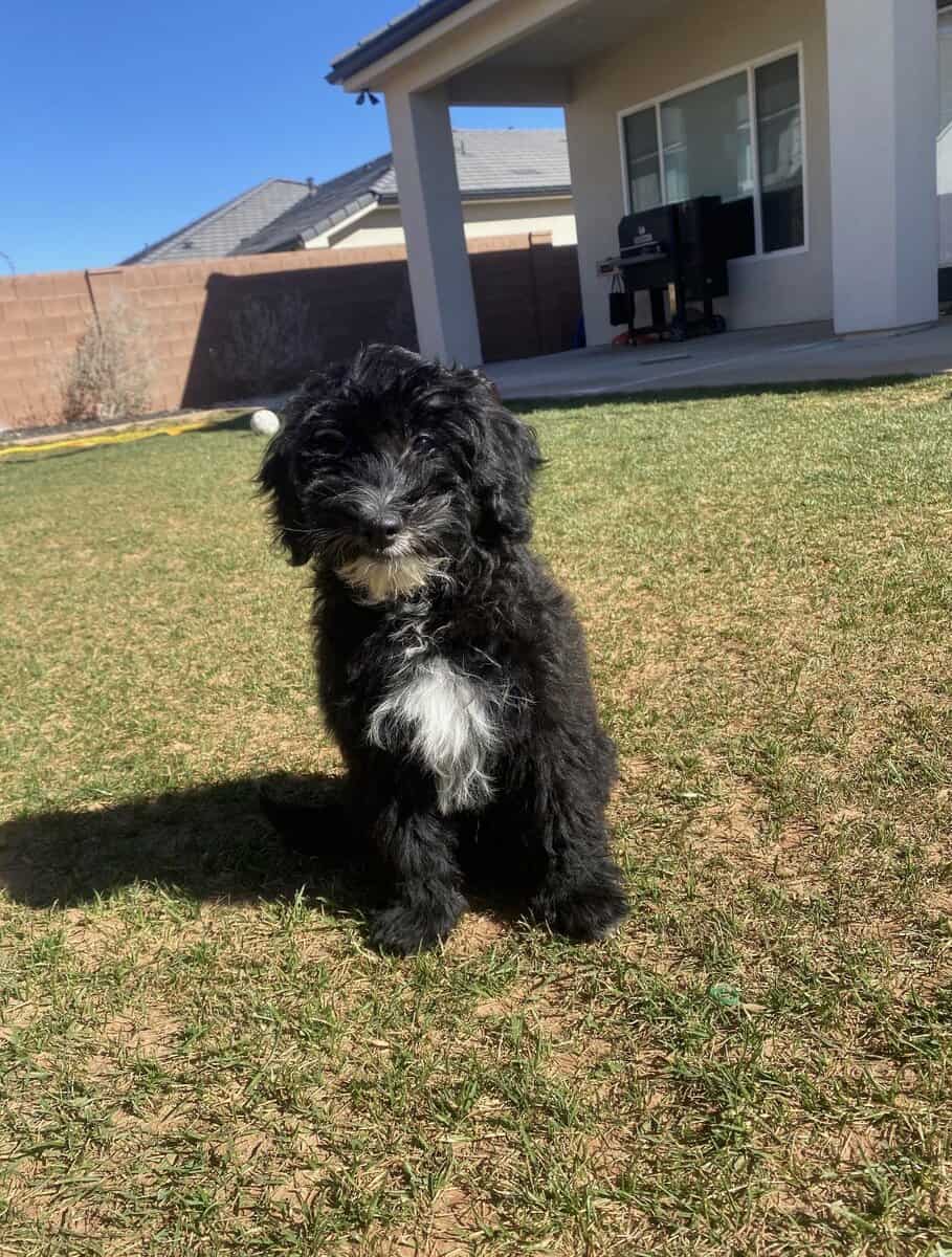 Mini Portidoodles image 8
