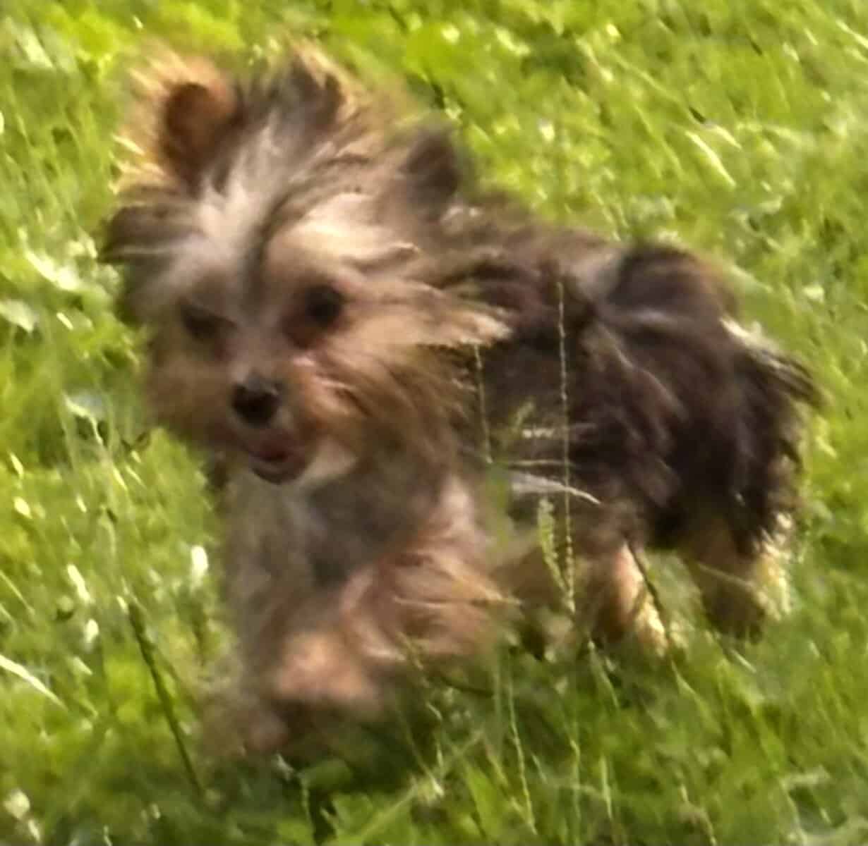 Yorkies yorkies!!!! image 19