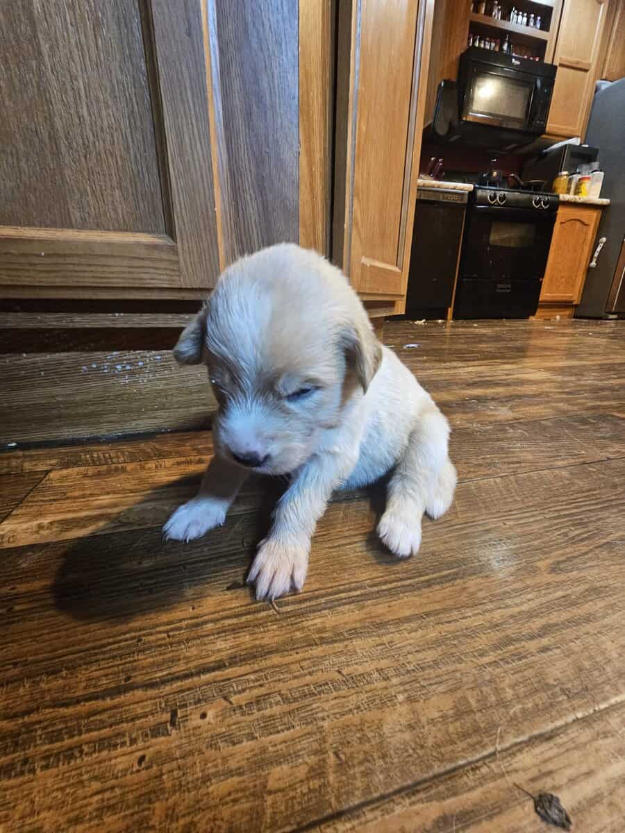 11 malamute mix puppies image 5