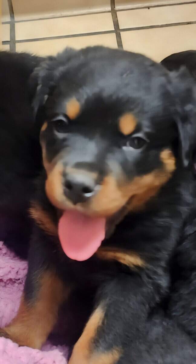 Rottweiler puppies AKC image 6