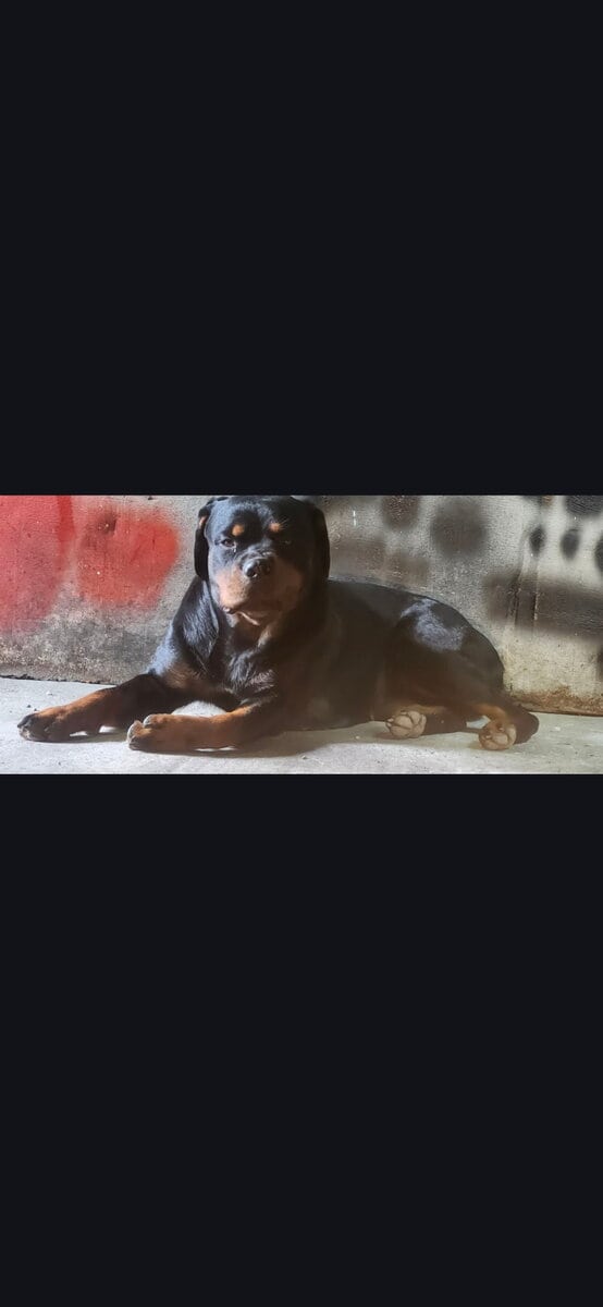 Rottweiler puppies AKC image 2
