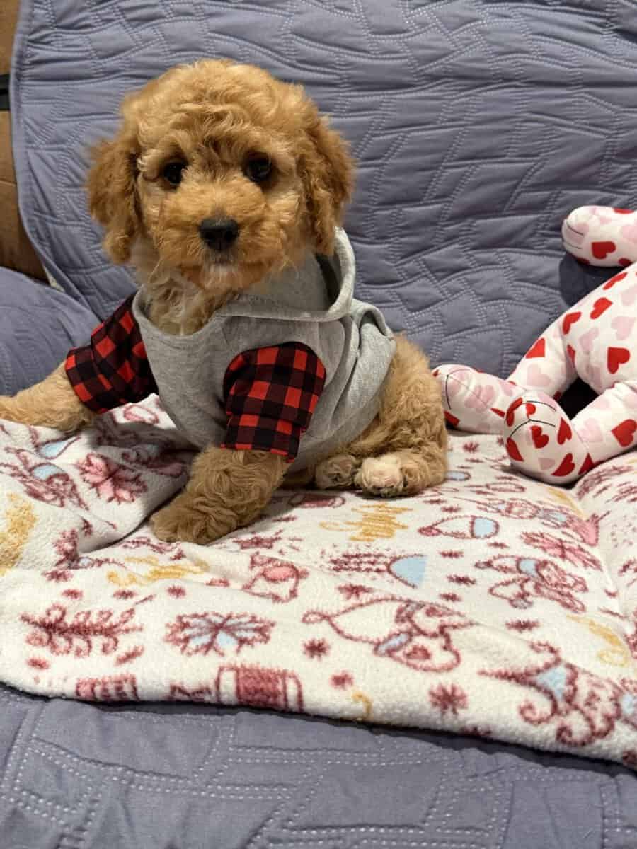 Mini Goldendoodles image 9