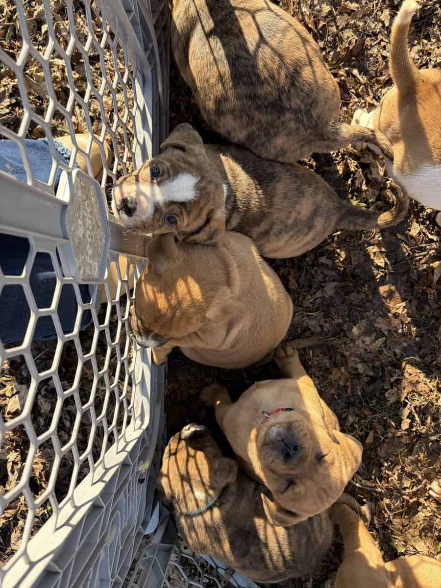 Olde English bulldog puppies image 3