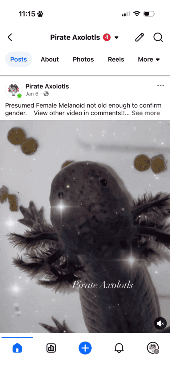 Male Axolotls 30066 image 2