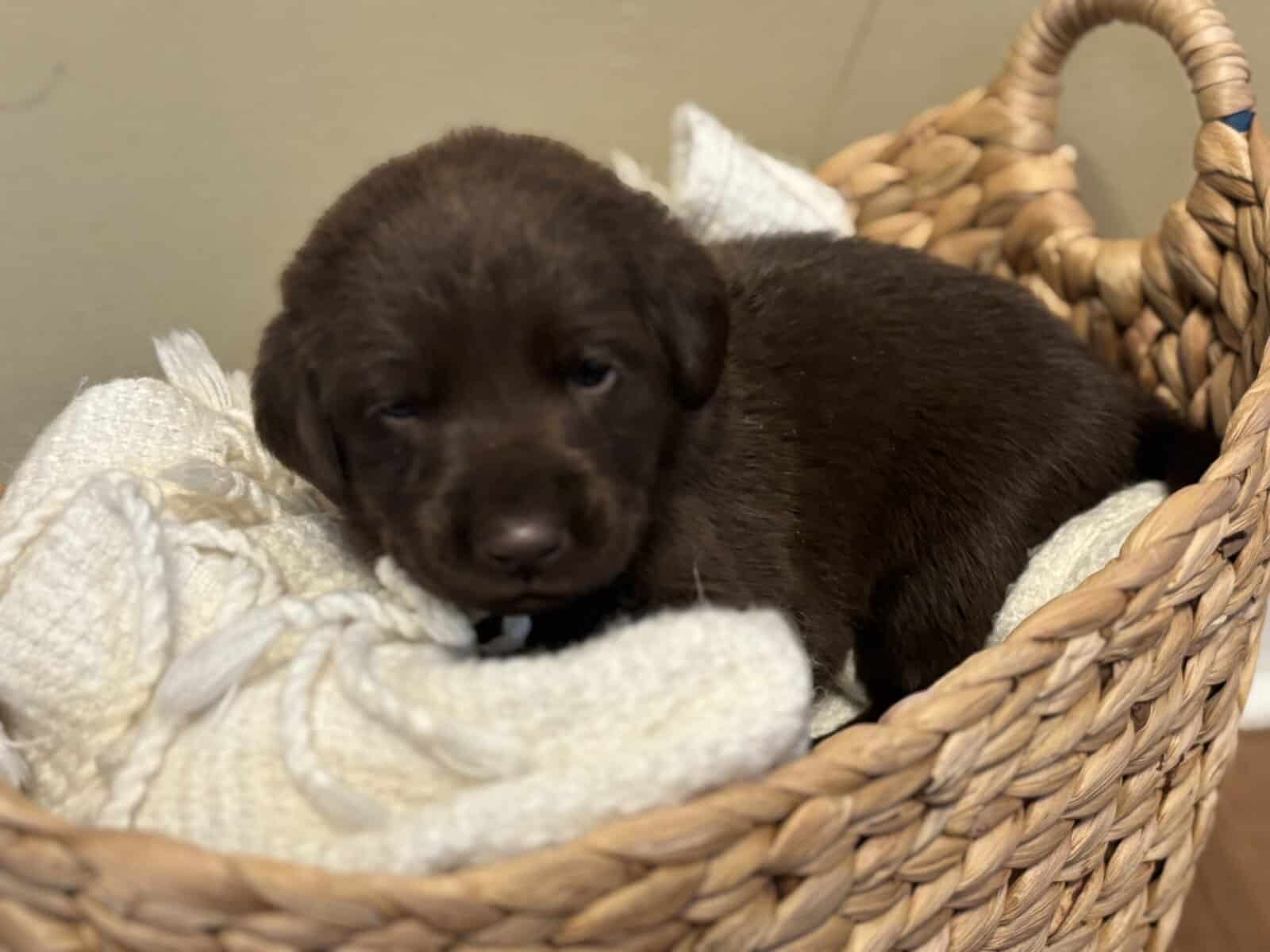 Full Breed Female Chocolate Labrador Retriever image 2