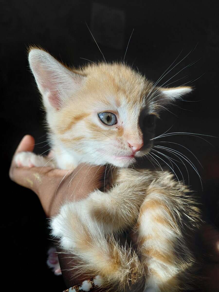 4 kittens image 1